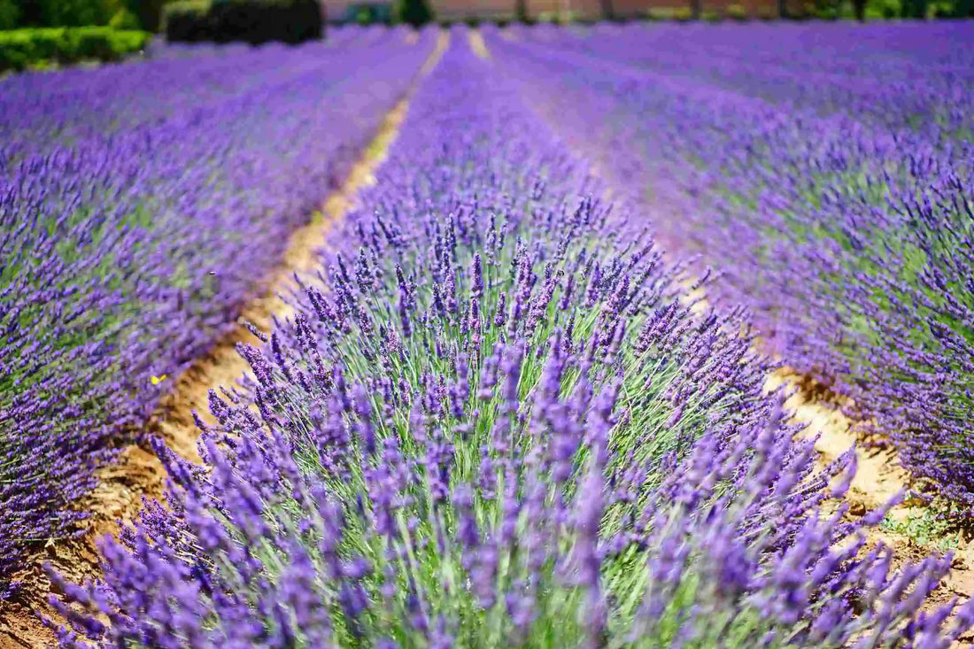 Incienso de lavanda encendido en un espacio tranquilo, creando un ambiente de relajación, meditación y bienestar holístico