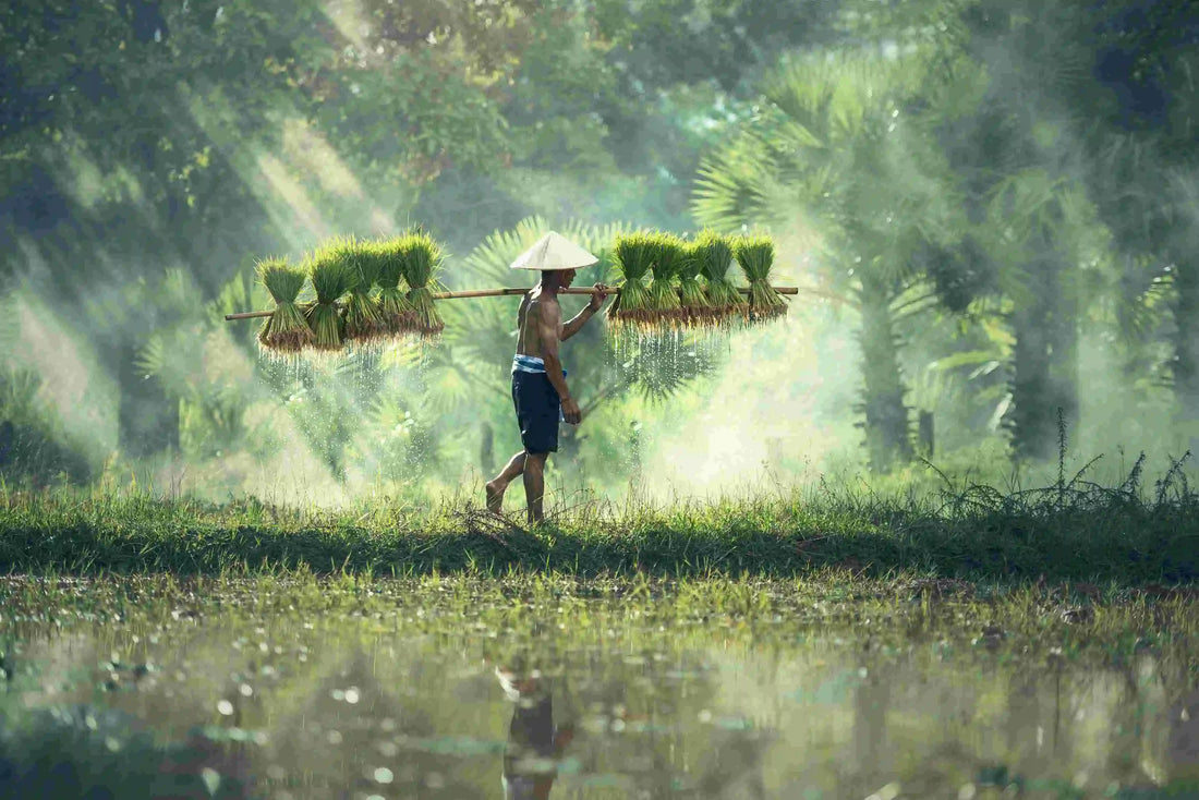Retiro en Asia con un ambiente sereno, rodeado de naturaleza y tranquilidad.