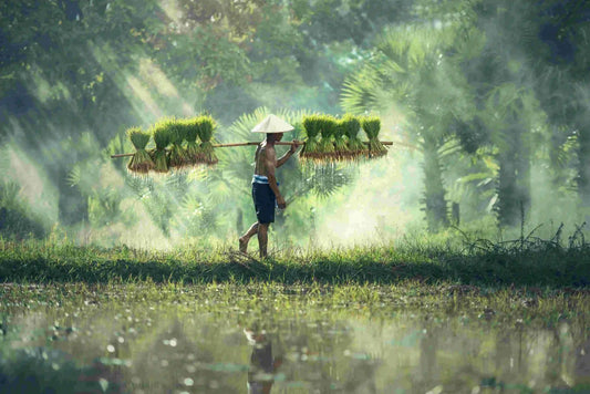 Retiro en Asia con un ambiente sereno, rodeado de naturaleza y tranquilidad.
