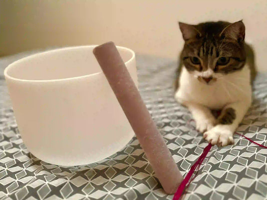 Sesiones Especiales Para Mascotas